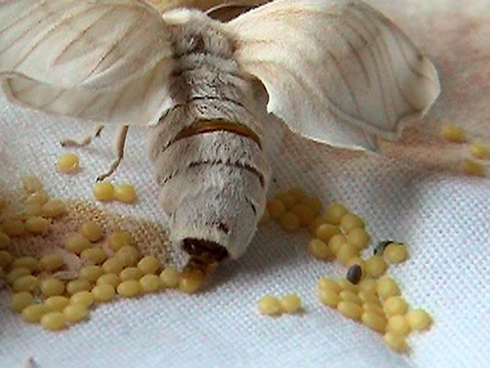 huevos de gusanos de seda